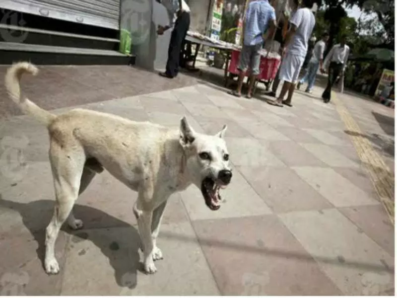 வெறிநாய்களால் மக்கள் அச்சம் வெறிநாய்களால் மக்கள் அச்சம்