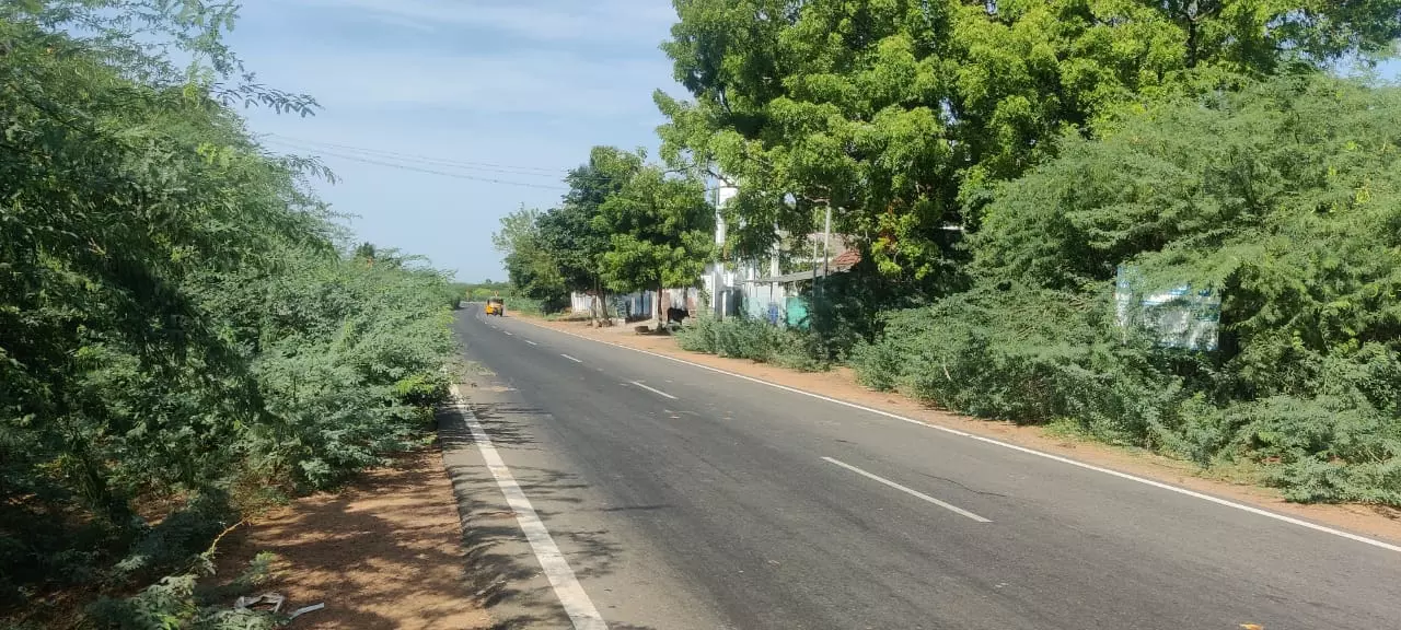 வாகனங்களுக்கு இடையூறாக கருவேல மரங்கள் வாகனங்களுக்கு இடையூறாக கருவேல மரங்கள்