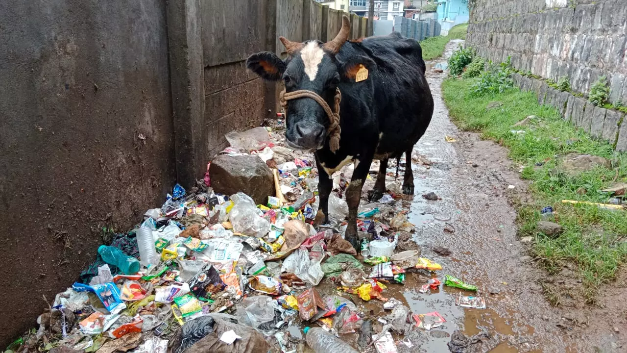 குப்பைகள் முறையாக அப்புறப்படுத்தப்படுமா?