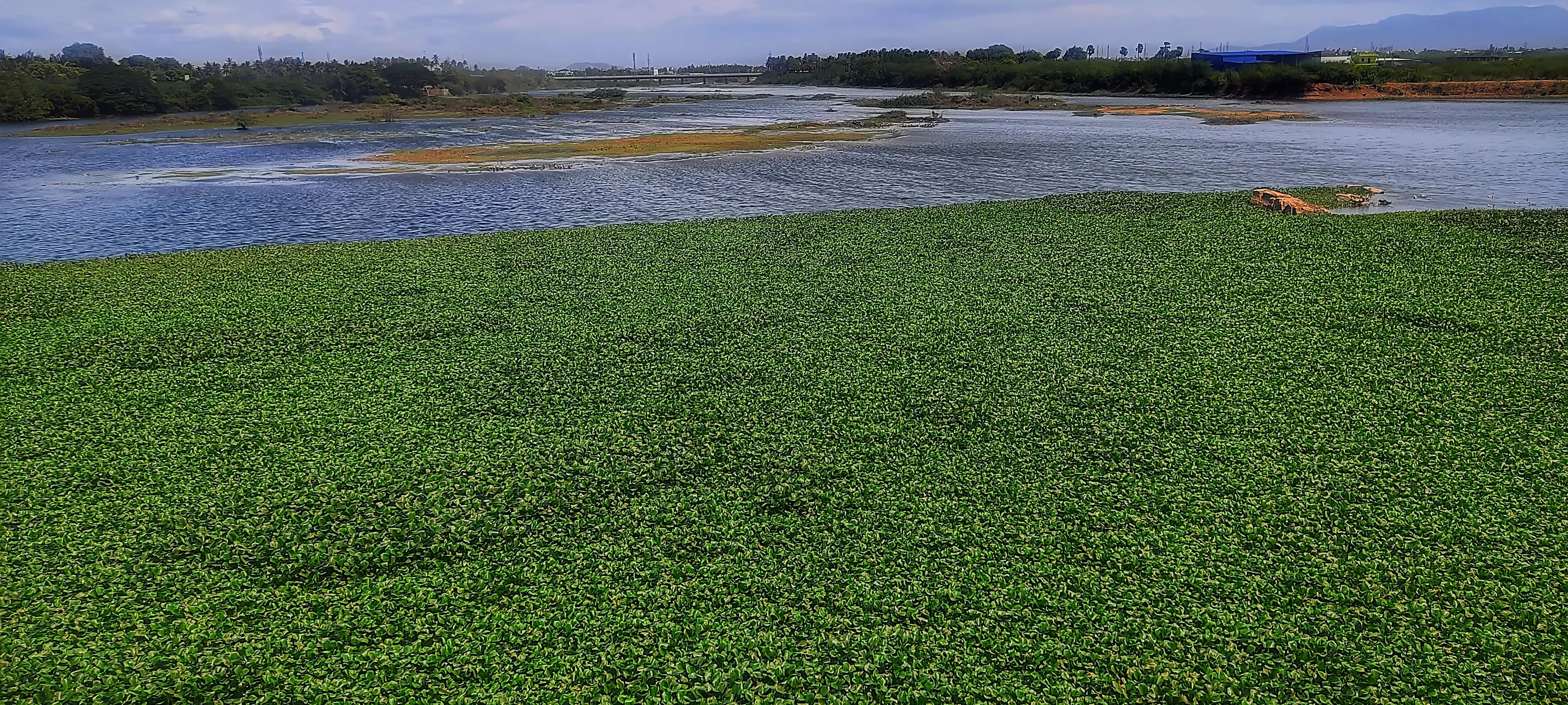 அணையில் ஆகாயதாமரை