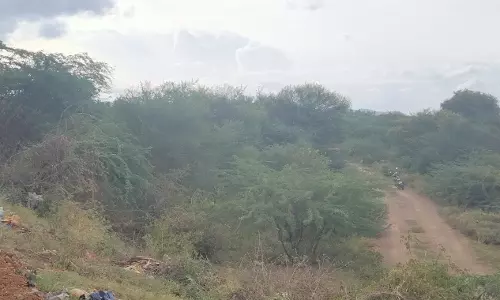 ஏரியை ஆக்கிரமித்த முள்செடிகள் ஏரியை ஆக்கிரமித்த முள்செடிகள்