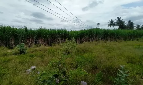 தாழ்வாக செல்லும் மின்கம்பிகள்