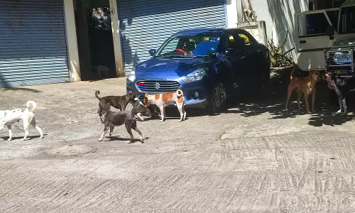 நாய் தொல்லை