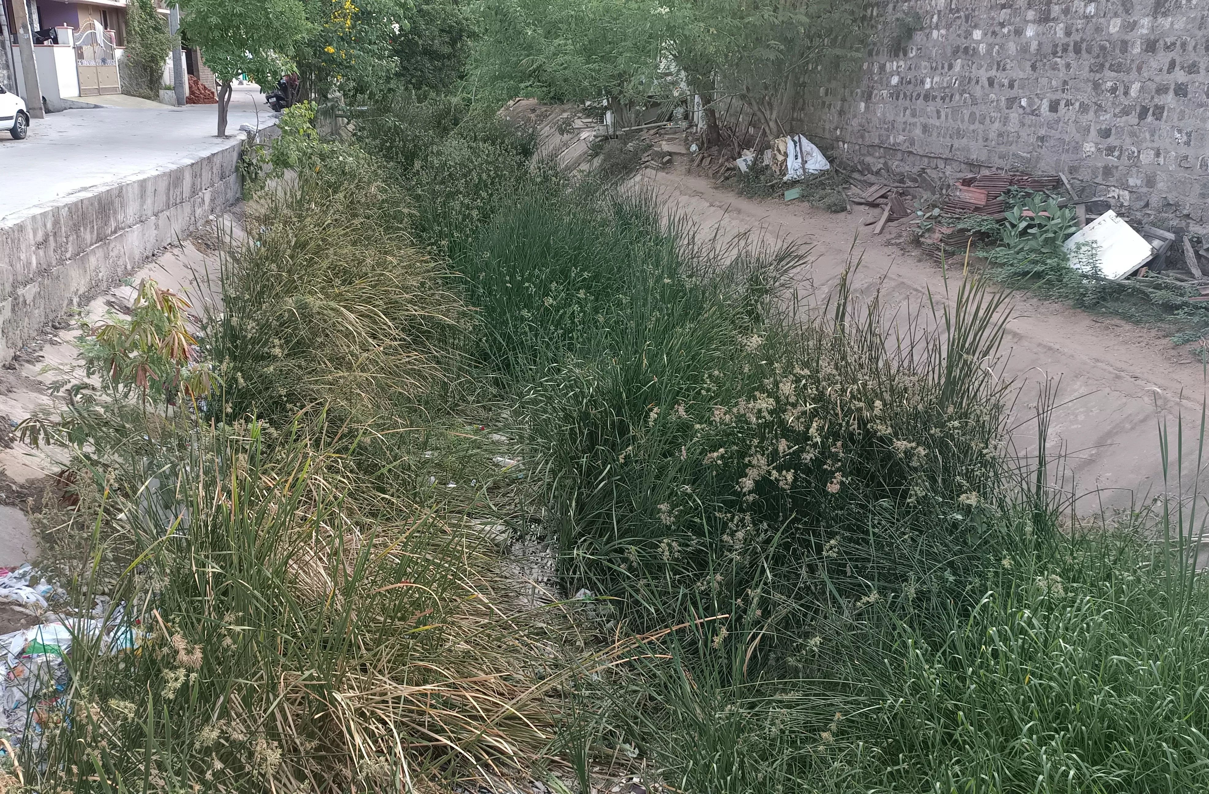 கோரை புற்களை அகற்ற வேண்டும்