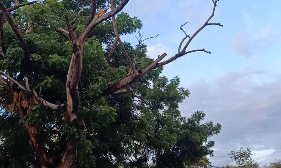 அபாய மரம் அகற்றப்படுமா?