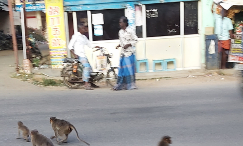 குரங்குகளால் தொல்லை