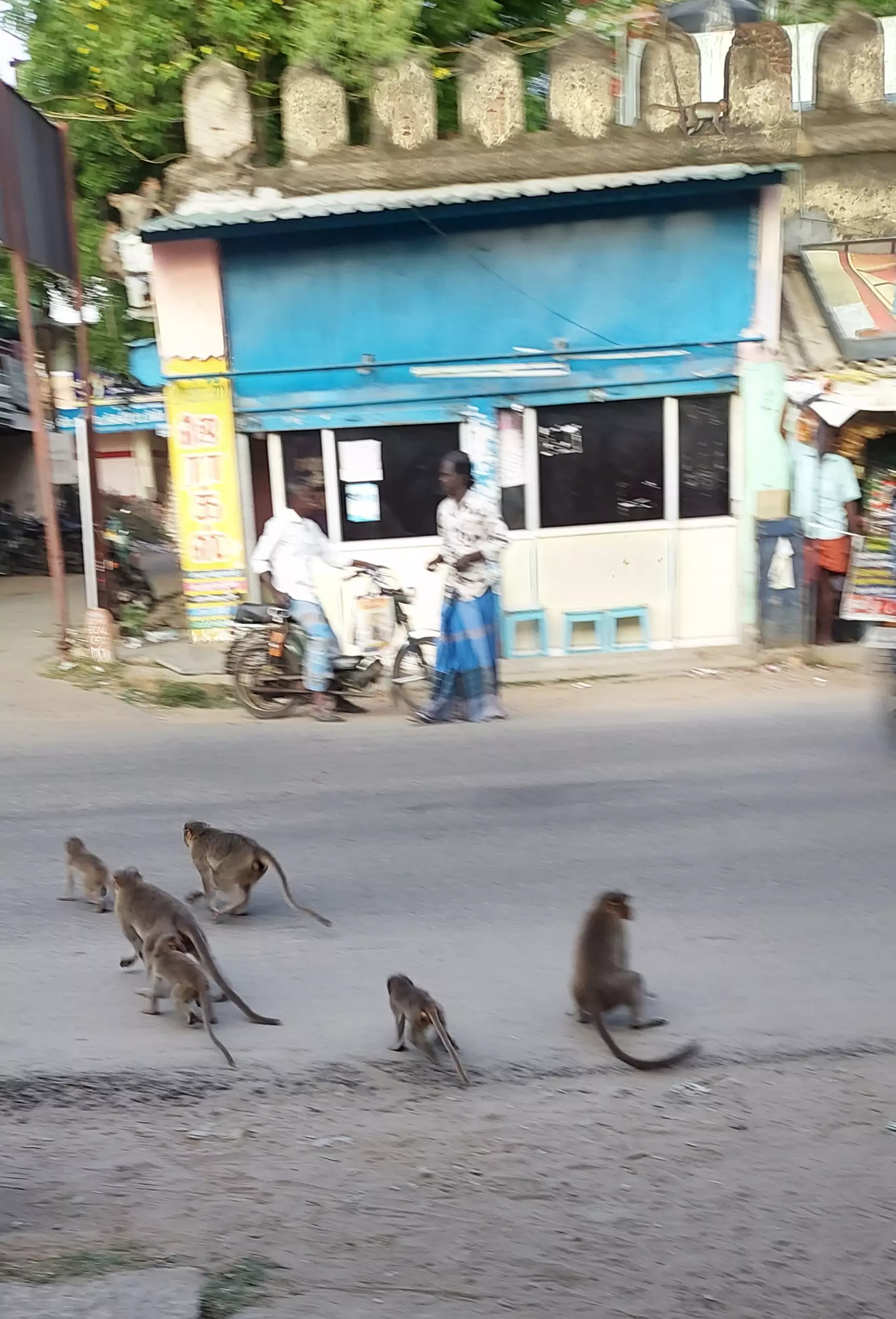 குரங்குகளால் தொல்லை