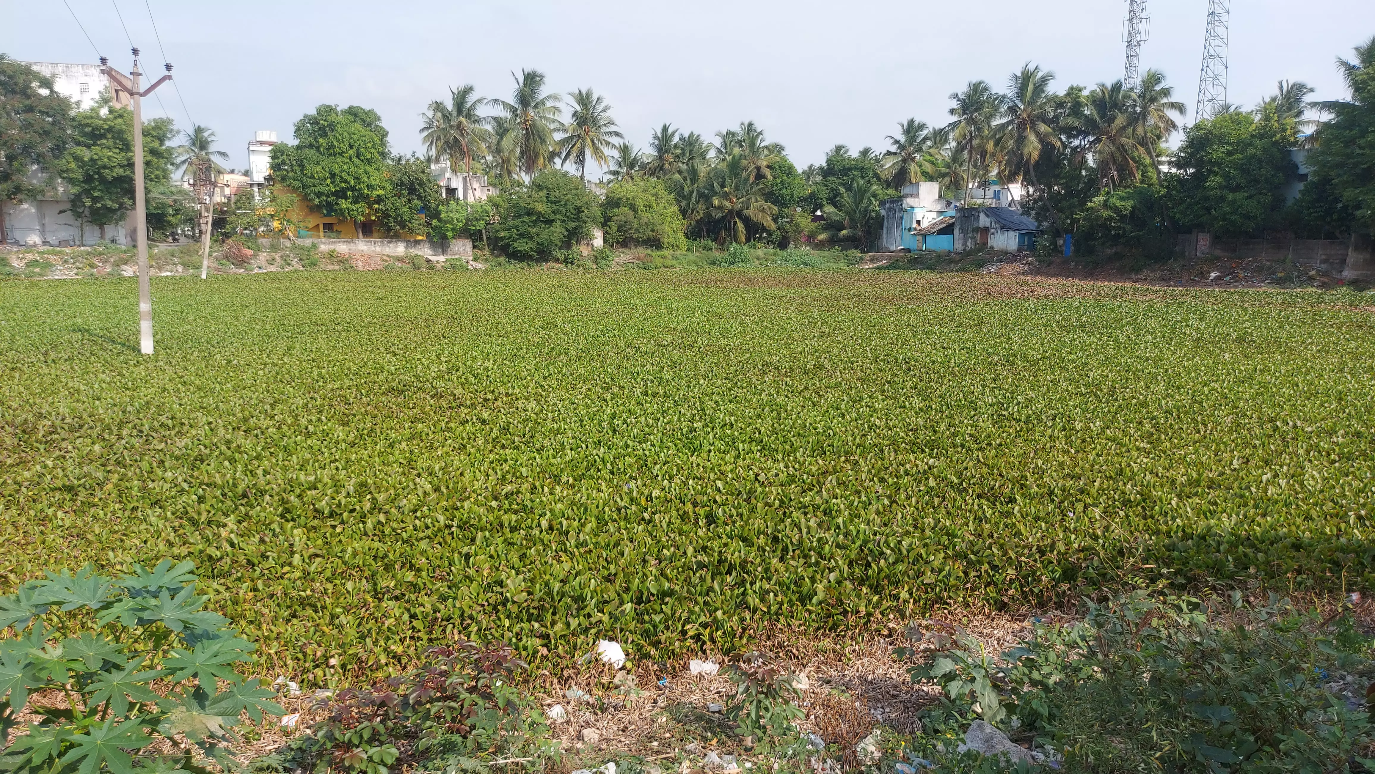 கோவில் குளம் சீரமைக்கப்படுமா? கோவில் குளம் சீரமைக்கப்படுமா?