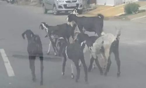 ரோட்டில் சுற்றித்திரியும் ஆடுகள்