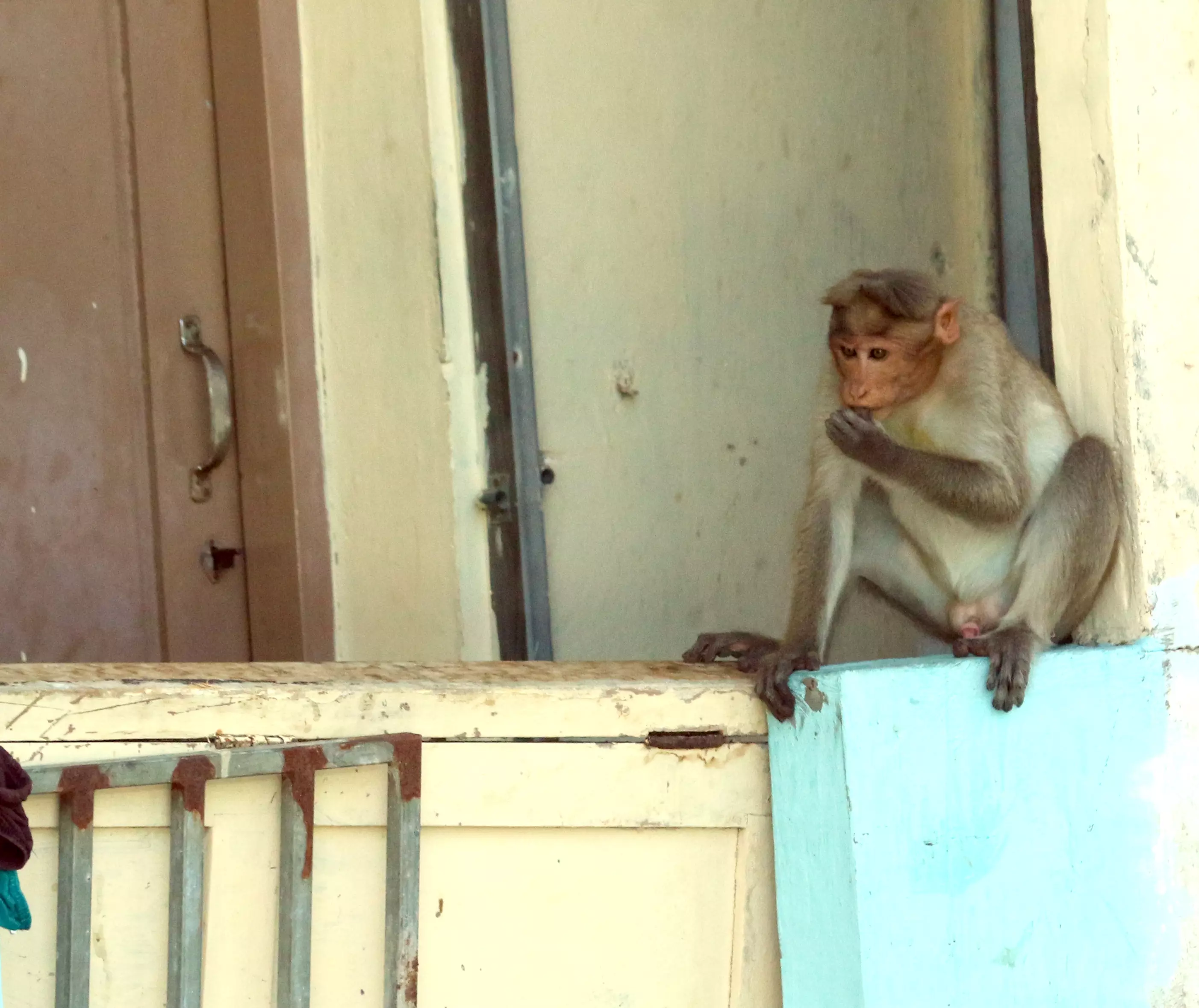 குரங்குகள் அட்டகாசம் குரங்குகள் அட்டகாசம்