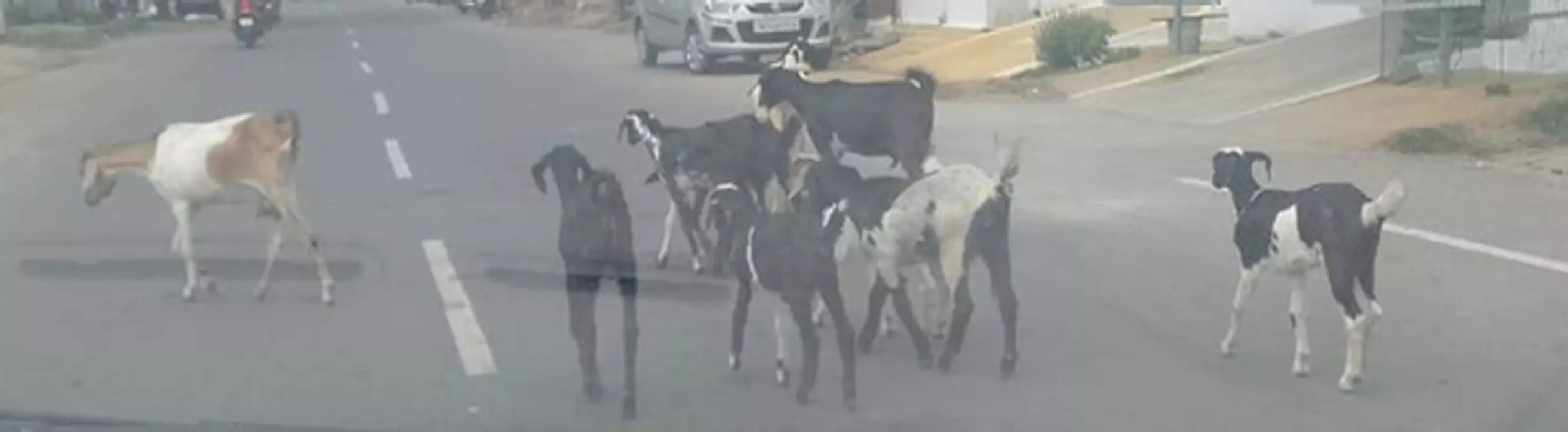 ரோட்டில் சுற்றித்திரியும் ஆடுகள் ரோட்டில் சுற்றித்திரியும் ஆடுகள்