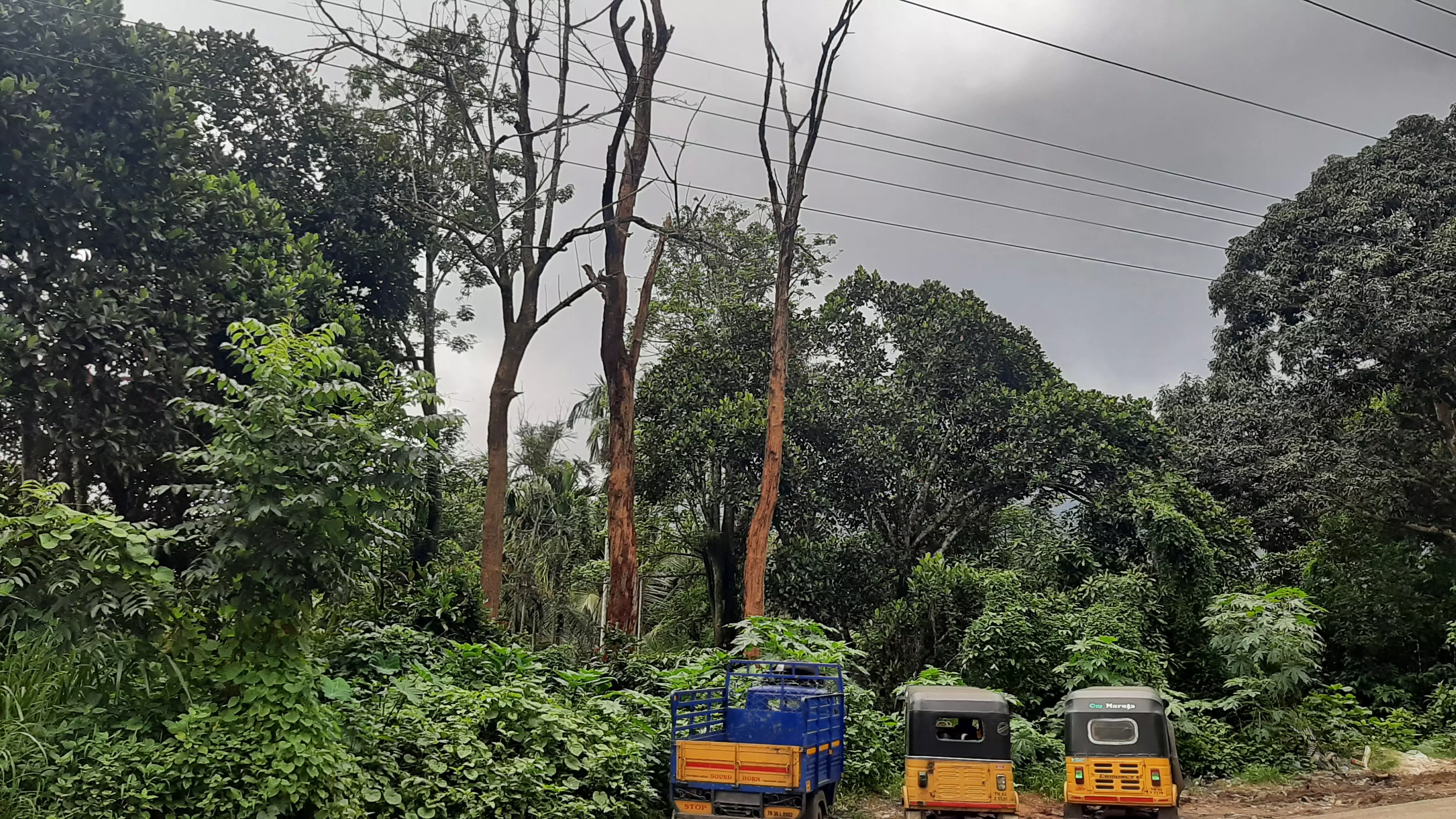 பட்டுப்போன மரங்கள்