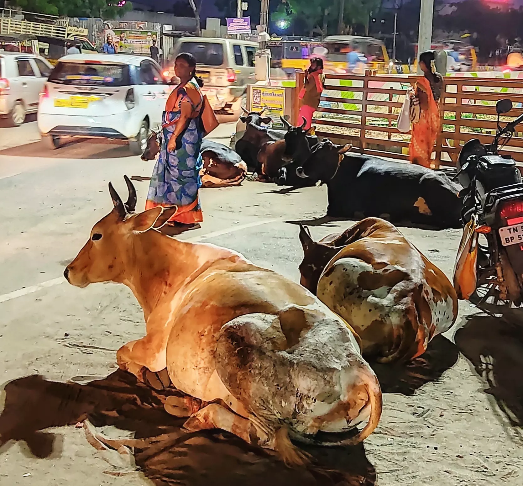 கால்நடைகள் தொல்லை