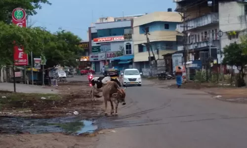 சாலையை ஆக்கிரமிக்கும் கால்நடைகள் சாலையை ஆக்கிரமிக்கும் கால்நடைகள்
