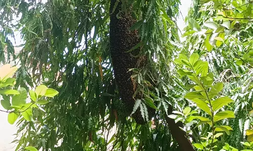 தேன் கூட்டை அகற்ற வேண்டும்