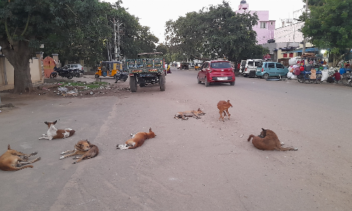 தெருநாய்கள் தொல்லை