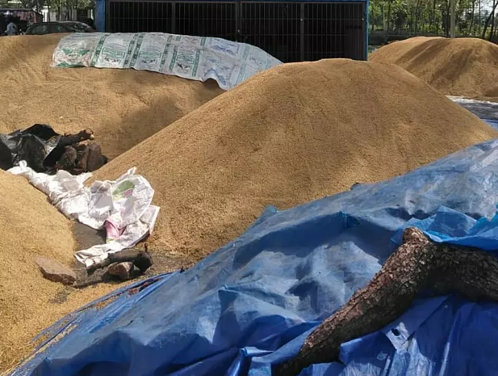 மழையில் நனையும் நெல் மழையில் நனையும் நெல்