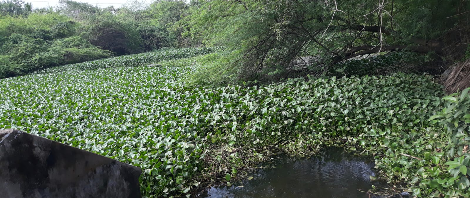 ஆகாய தாமரை செடிகள் அகற்றப்படுமா?