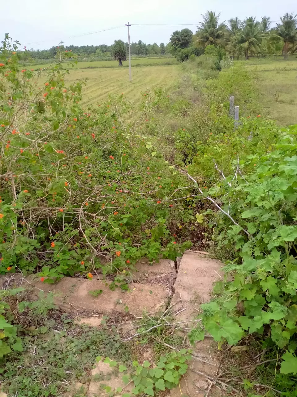 பாசன வாய்க்கால் தூர்வாரப்படுமா?