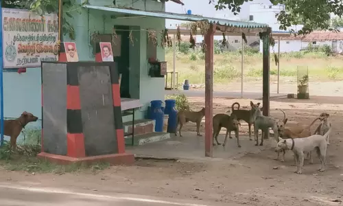 தெருநாய்கள் தொல்லை