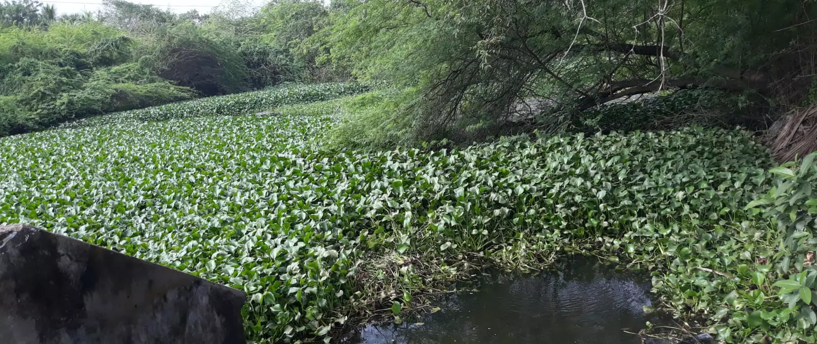 ஆகாய தாமரை செடிகள் அகற்றப்படுமா? ஆகாய தாமரை செடிகள் அகற்றப்படுமா?