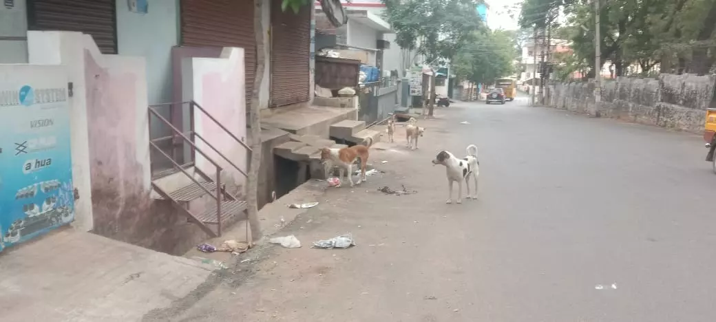 தெருநாய் தொல்லை தெருநாய் தொல்லை