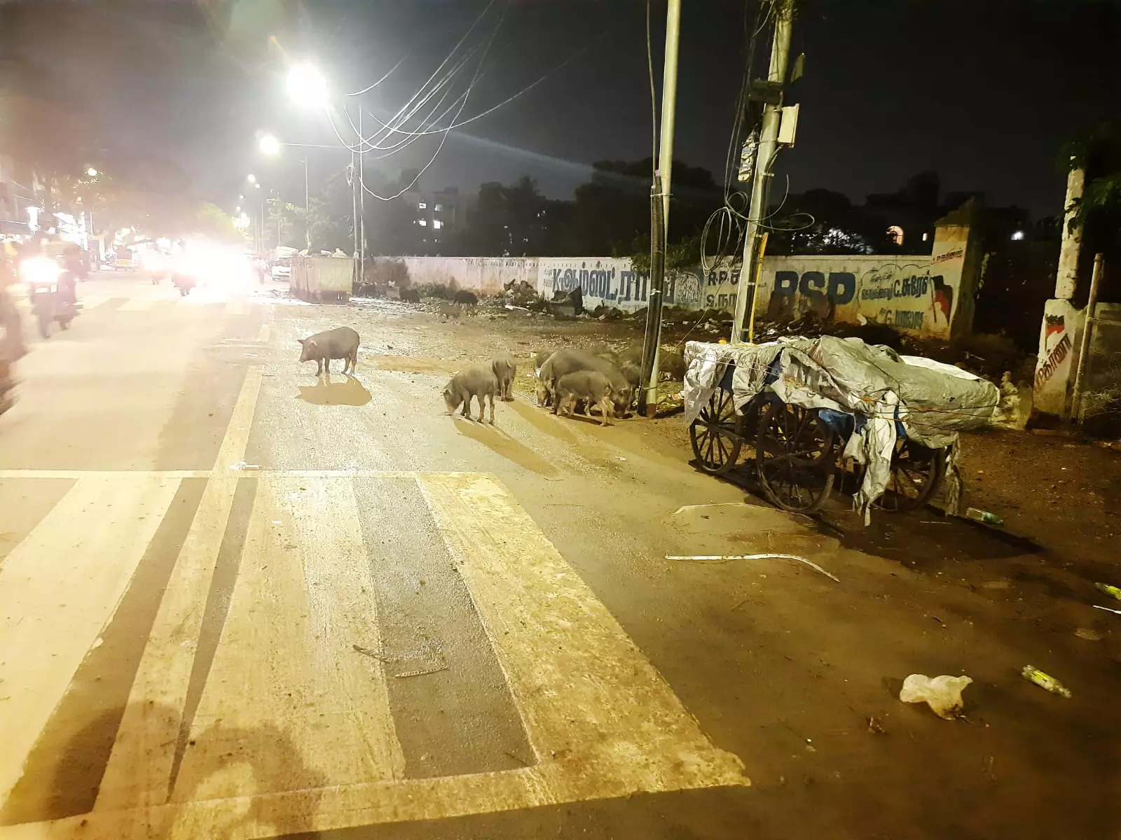 கூட்டமாக வரும் பன்றிகள் கூட்டமாக வரும் பன்றிகள்