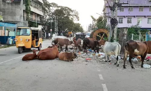 குப்பைகளால் அலங்கோலம் குப்பைகளால் அலங்கோலம்