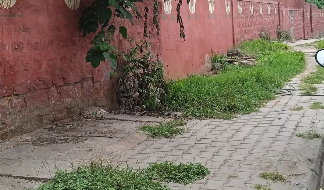 புதர் மண்டி கிடக்கும் நடைபாதை