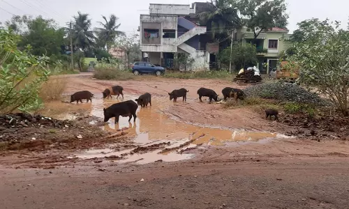 பன்றிகள் தொல்லை பன்றிகள் தொல்லை