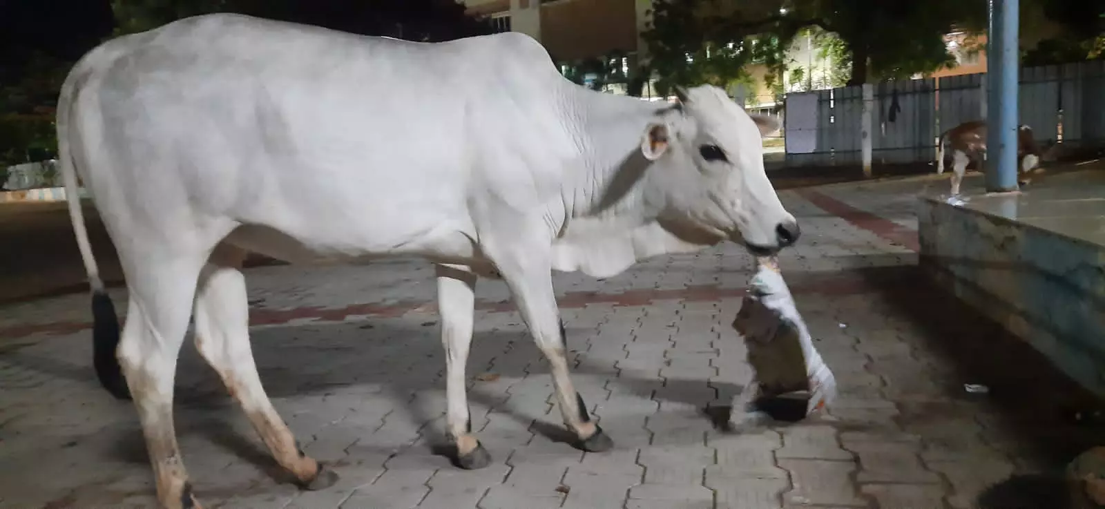 அரசு ஆஸ்பத்திரிக்குள் சுற்றித்திரியும் மாடுகள்