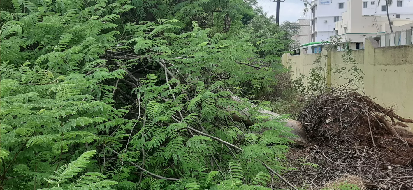 சாய்ந்த மரம் அகற்றப்படுமா ?