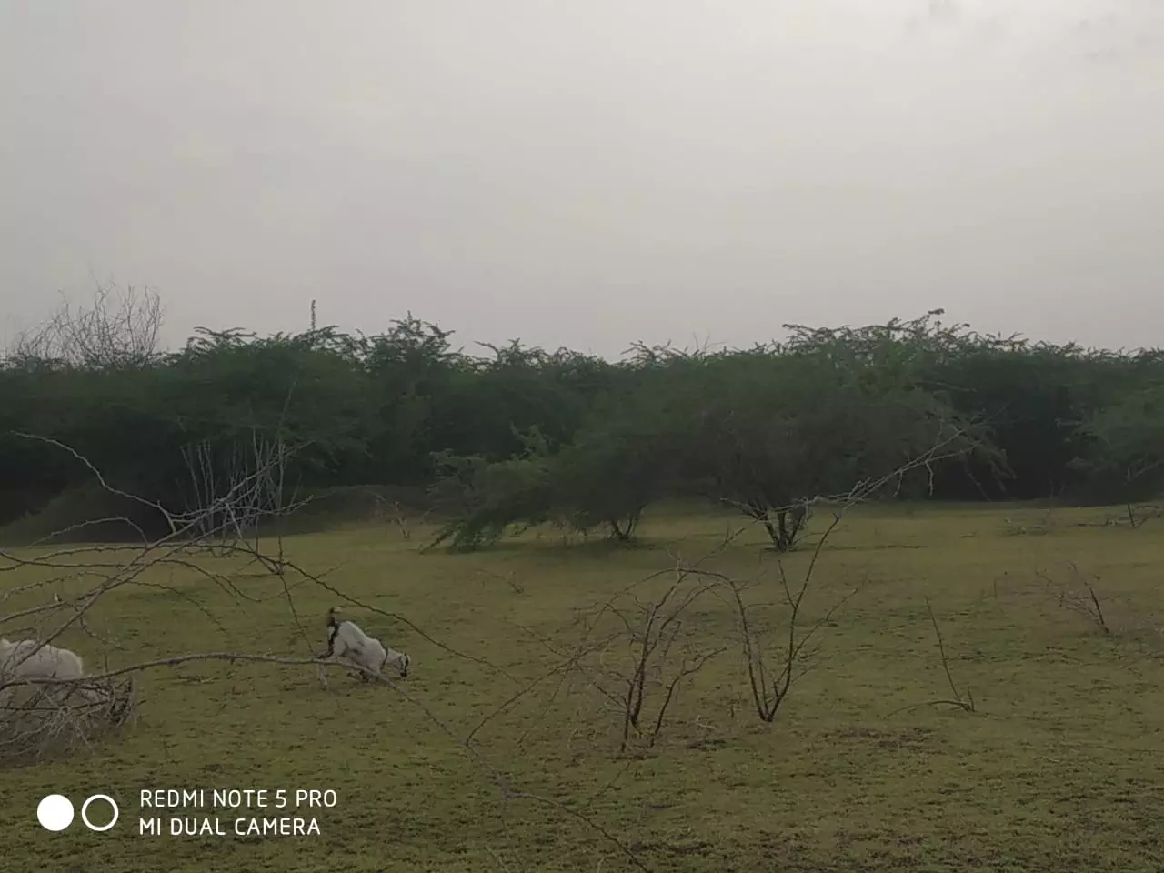 கருவேலமரங்கள் அகற்றப்படுமா?