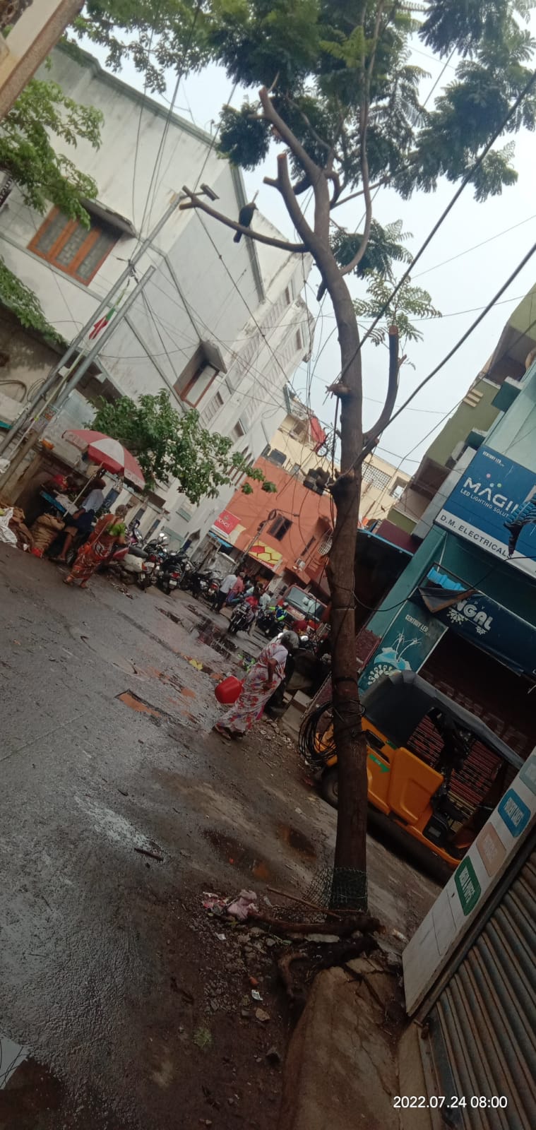 ஆபத்தான மரம்