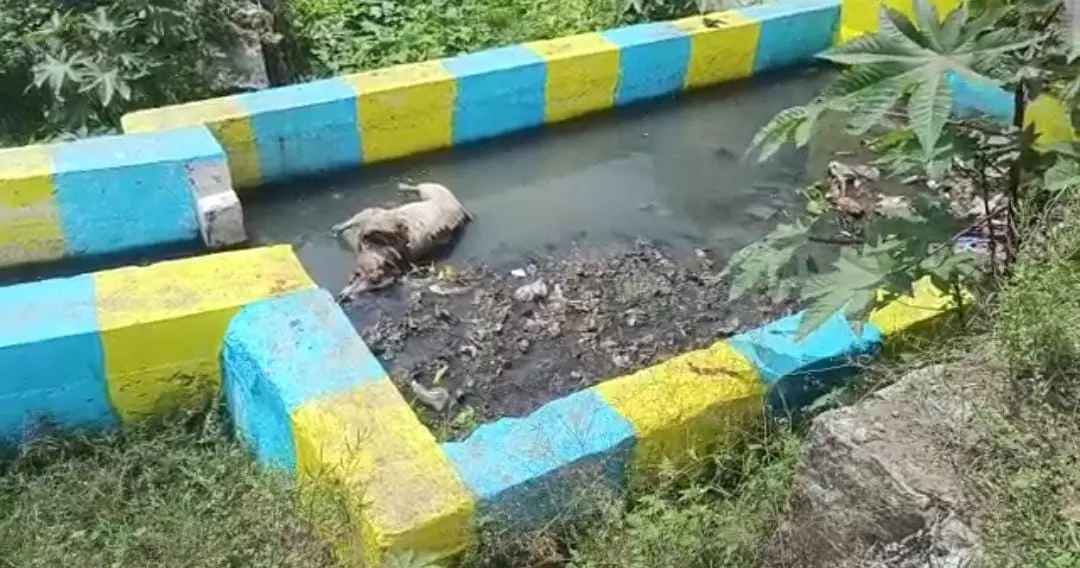 தொற்றுநோய் பரவும் அபாயம்