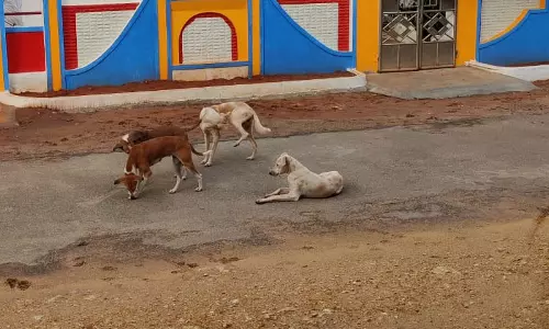 சாலையில் சுற்றித்திரியும் நாய்கள் சாலையில் சுற்றித்திரியும் நாய்கள்