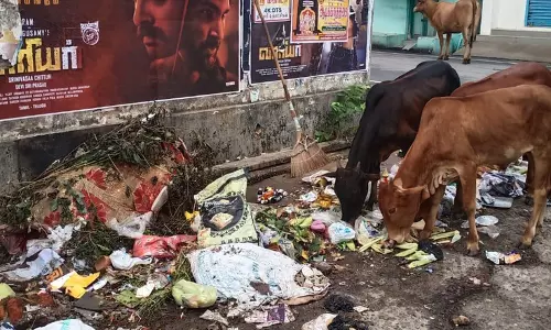 தெரு குப்பைகளால் கால்நடைகளுக்கு ஆபத்து தெரு குப்பைகளால் கால்நடைகளுக்கு ஆபத்து