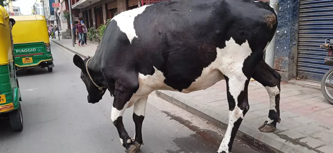 சாலையில் சுற்றித்திரியும் மாடுகள்