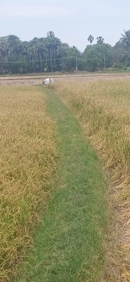 பாதை எங்கே?