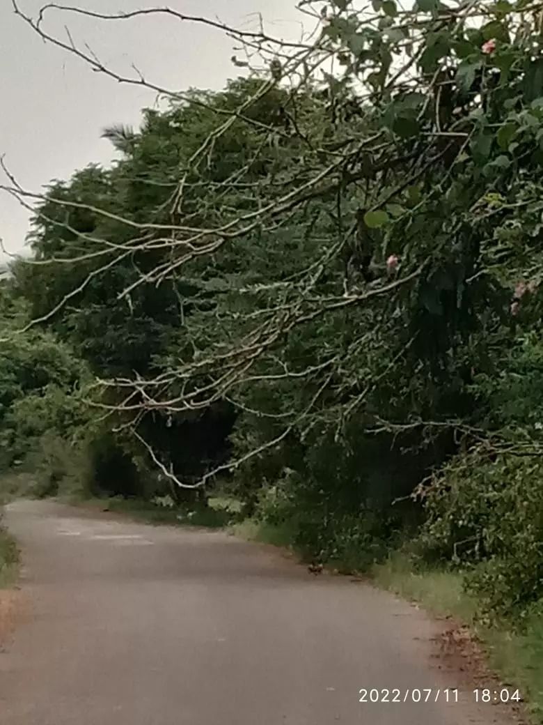 முட்புதர்களை அகற்ற வேண்டும் முட்புதர்களை அகற்ற வேண்டும்