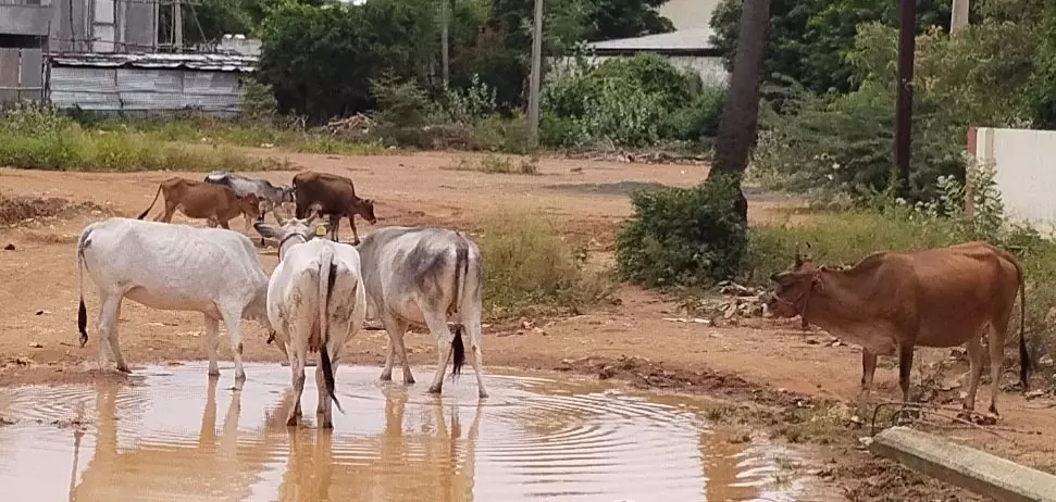 போக்குவரத்துக்கு இடையூராக மாடுகள்
