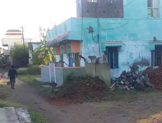 குரங்குகள் அட்டகாசம் குரங்குகள் அட்டகாசம்