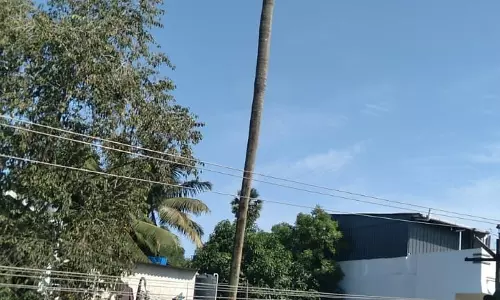 ஆபத்தான மரம்