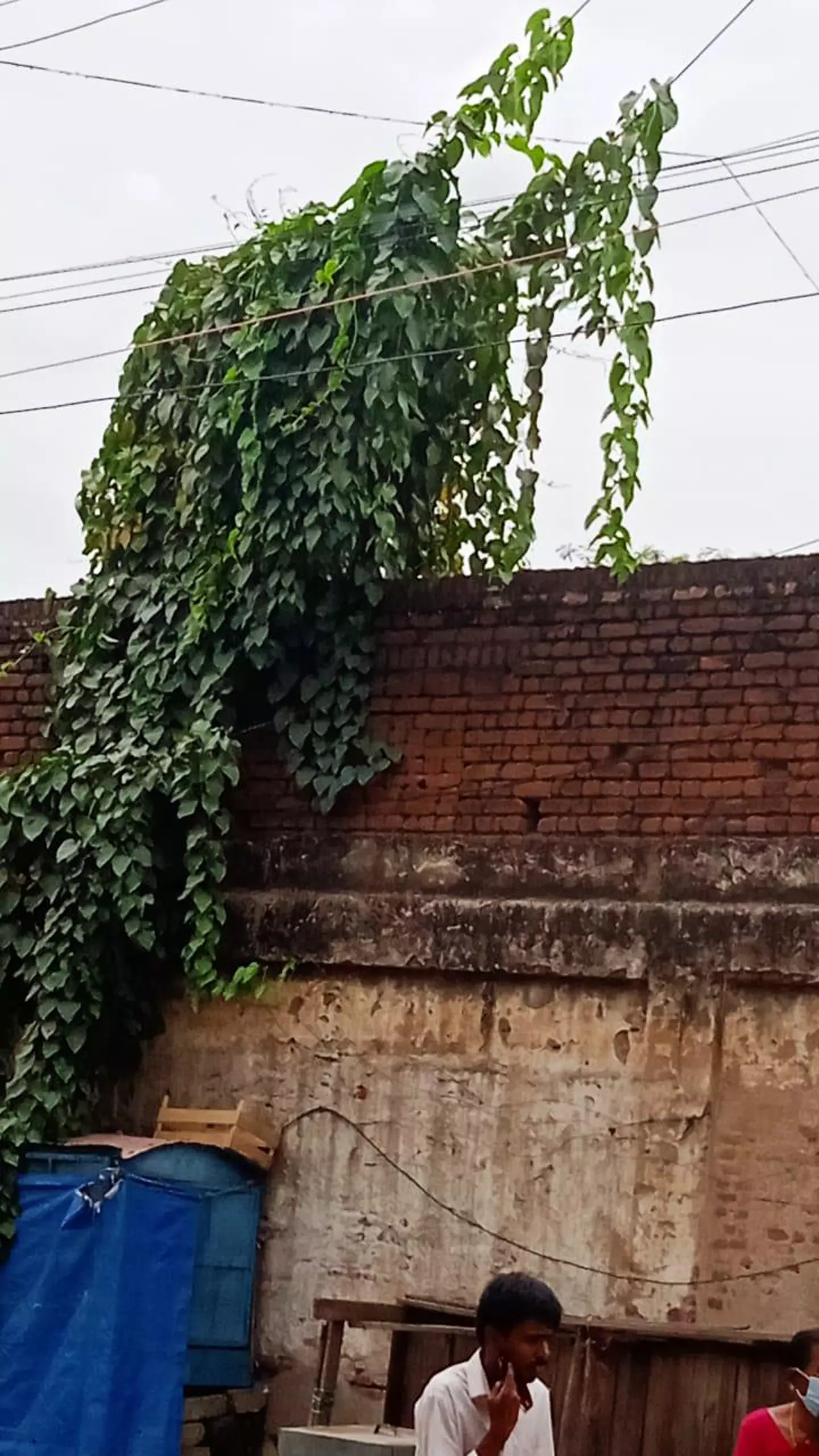 செடிகளை அகற்ற வேண்டும் செடிகளை அகற்ற வேண்டும்