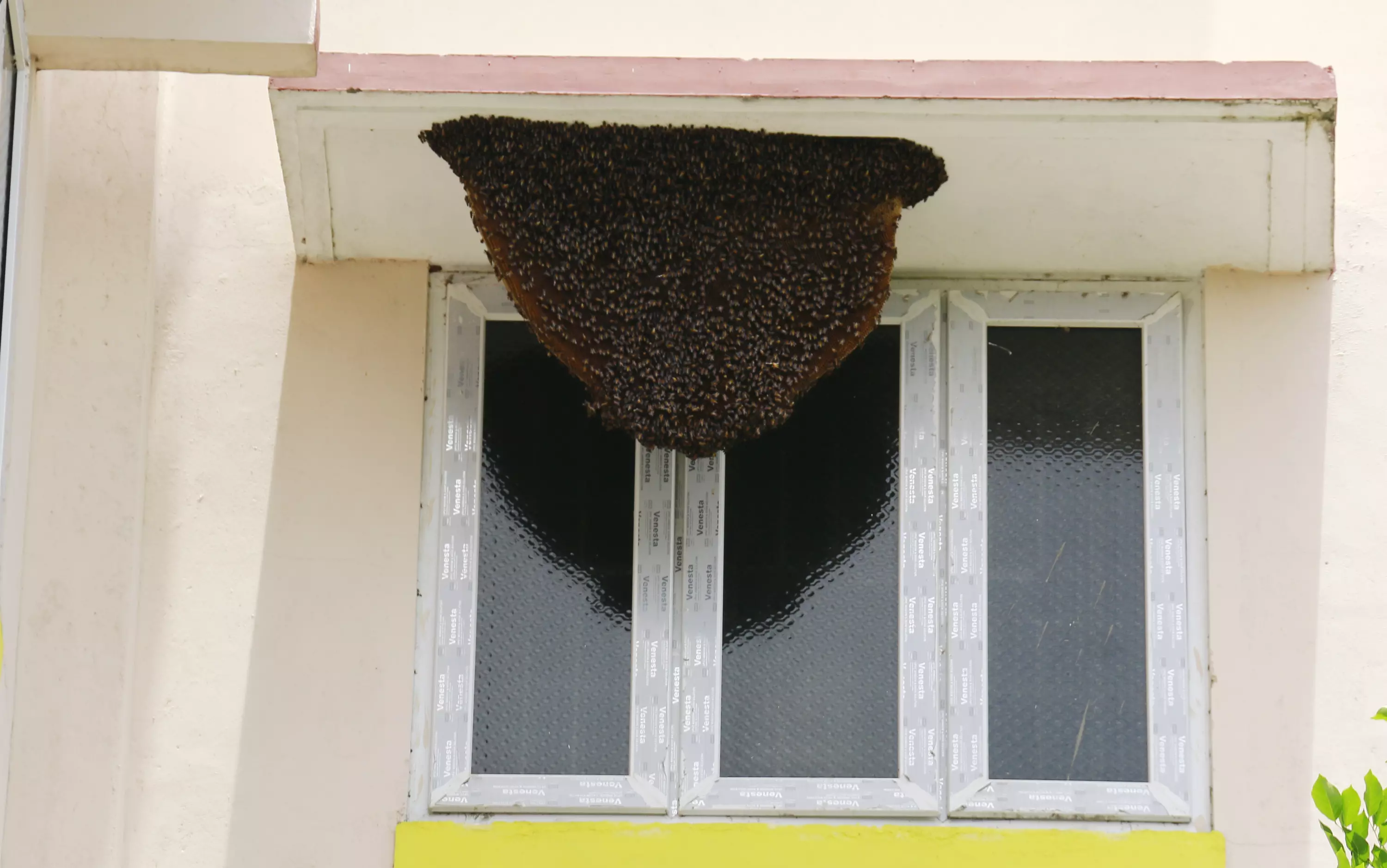 தேனீக்களால் அச்சம்