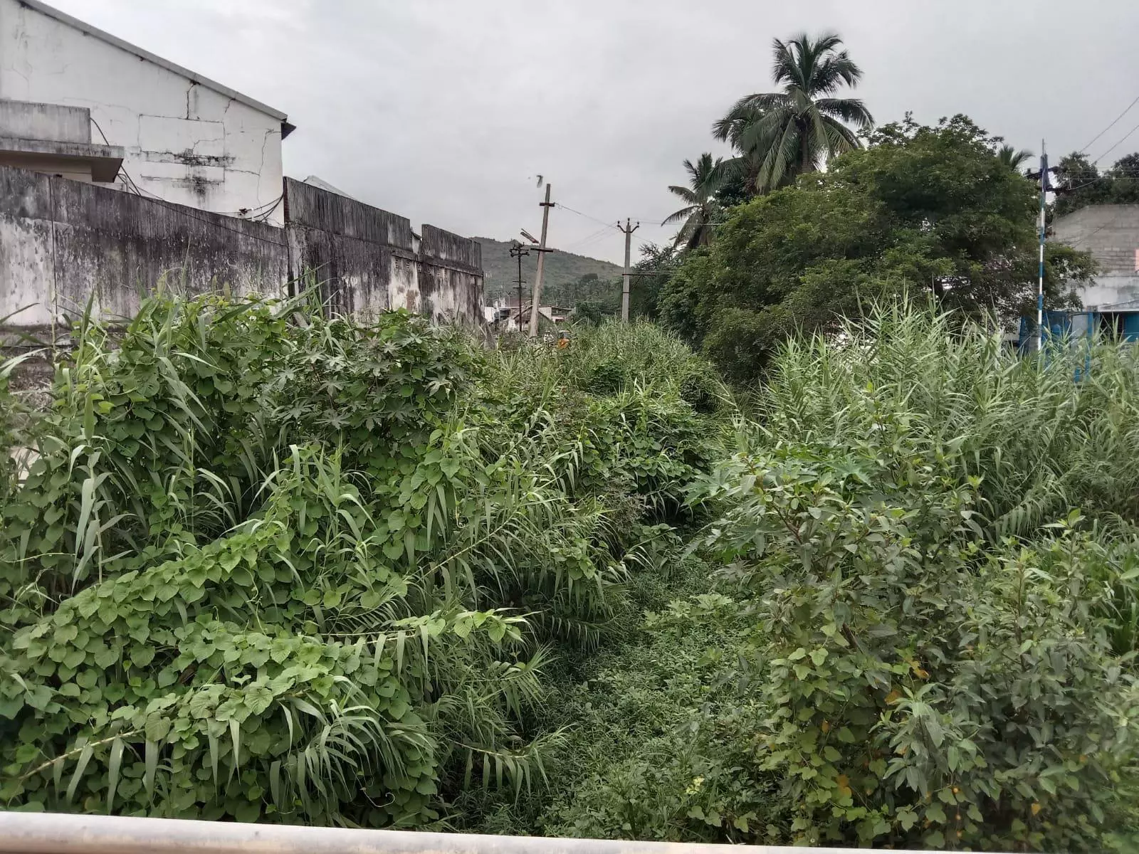 கானாற்றில் செடி, கொடிகள் அகற்றப்படுமா?