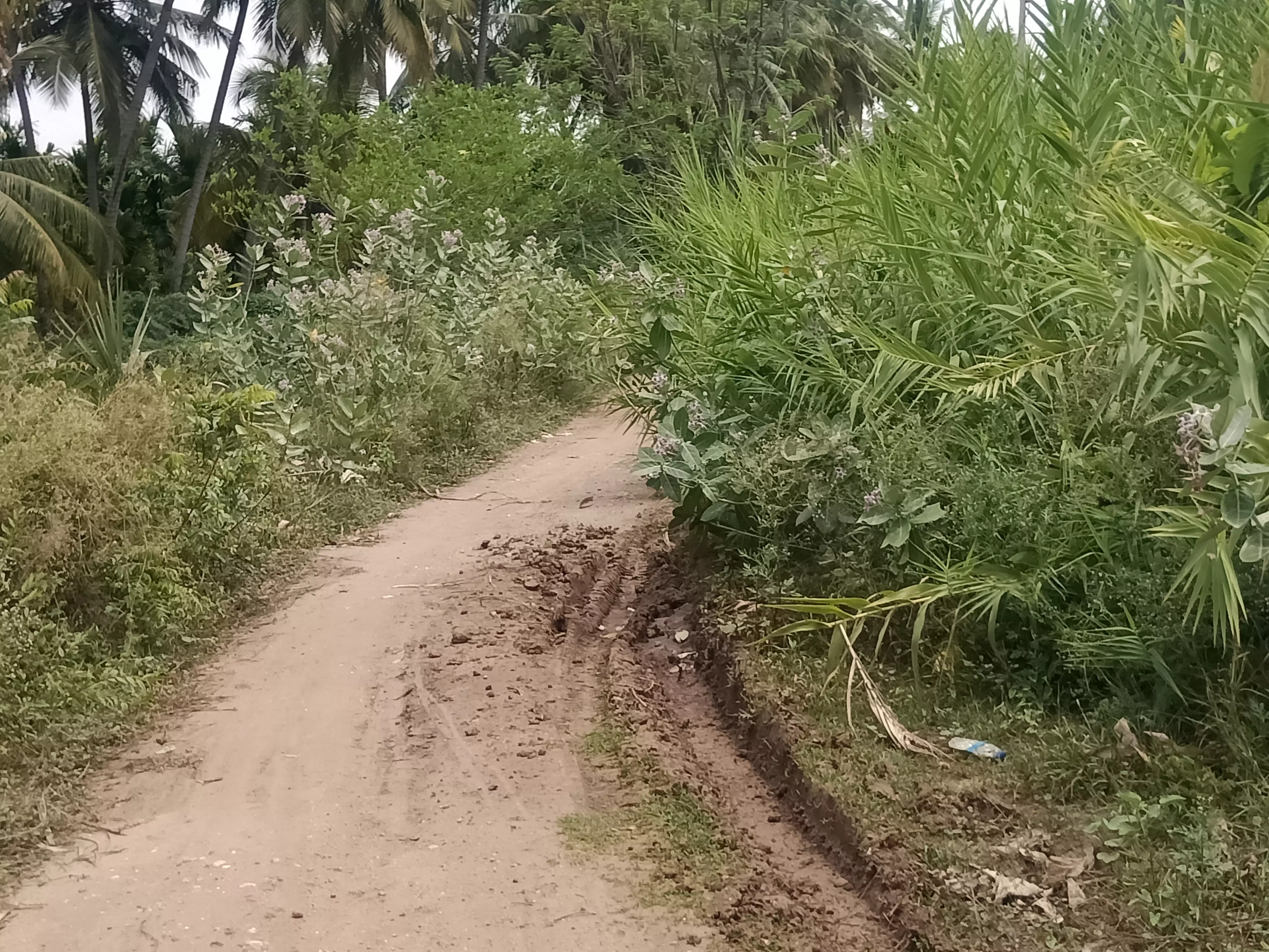 சாலையை ஆக்கிரமித்த செடிகொடிகள்