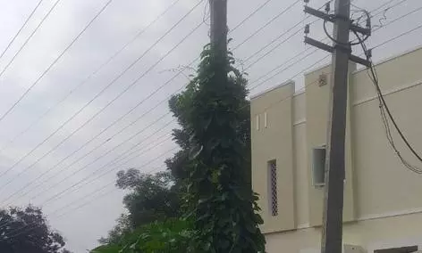 மின்கம்பத்தை ஆக்கிரமித்துள்ள செடி,கொடிகள்