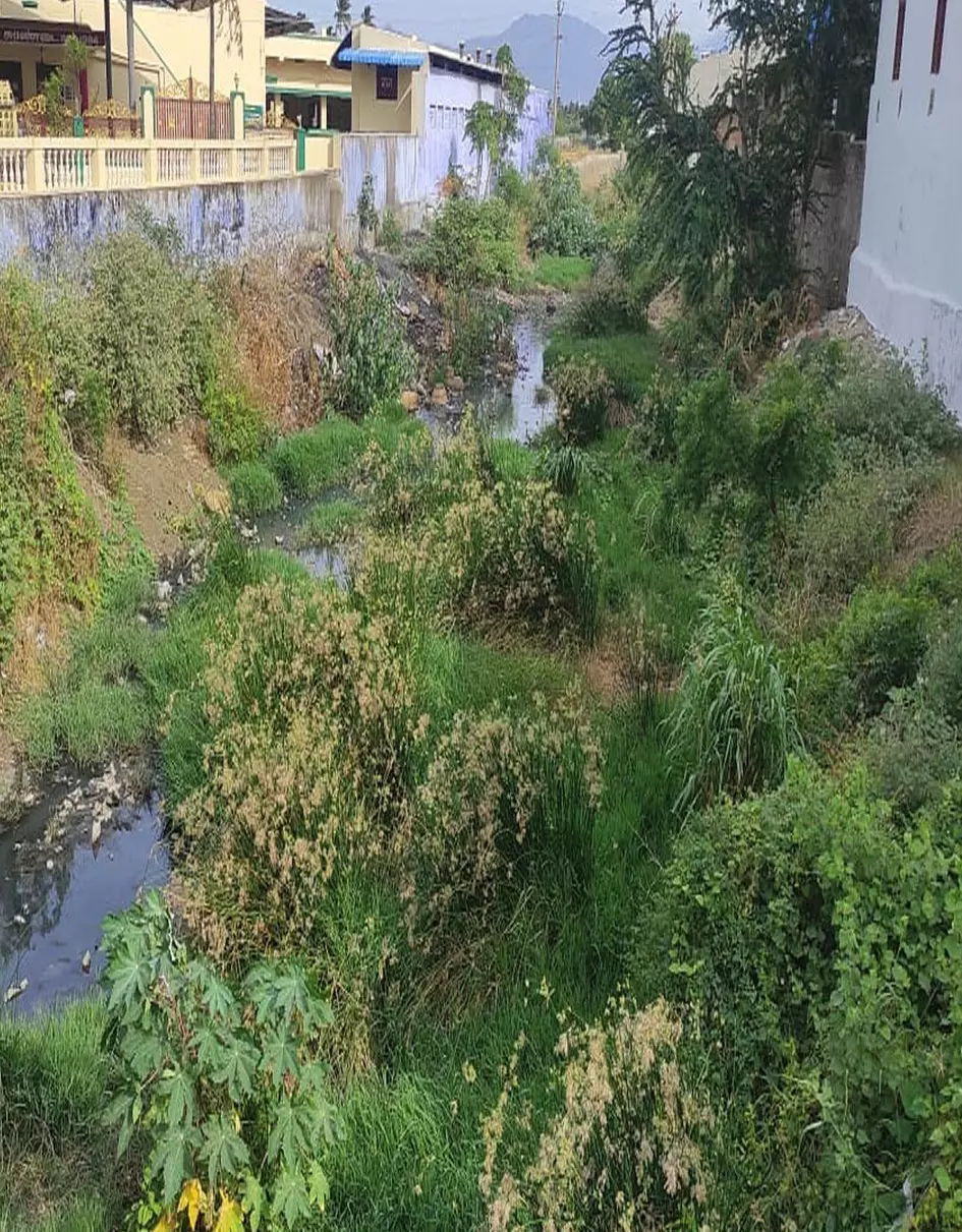 கால்வாயில் புதர்கள் ஆக்கிரமிப்பு