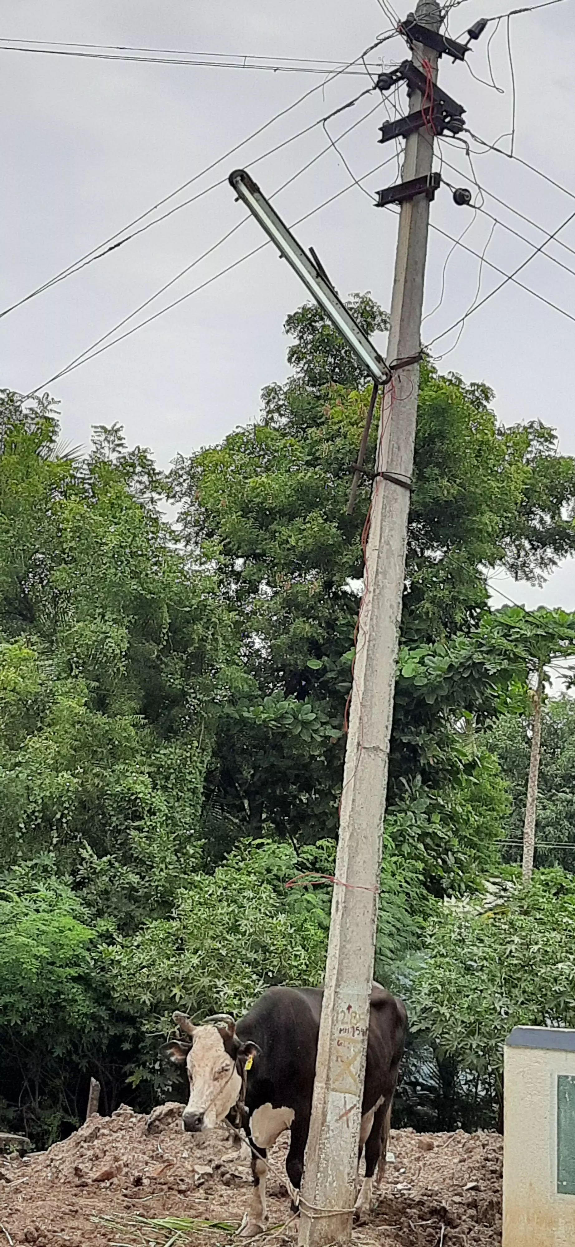 பகலிலும் எரியும் மின்விளக்கு